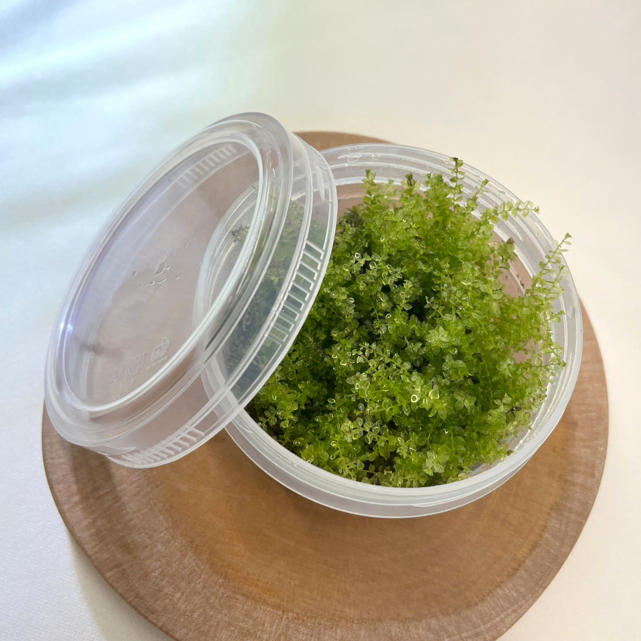 [Hi, Moss] 들덩굴초롱이끼