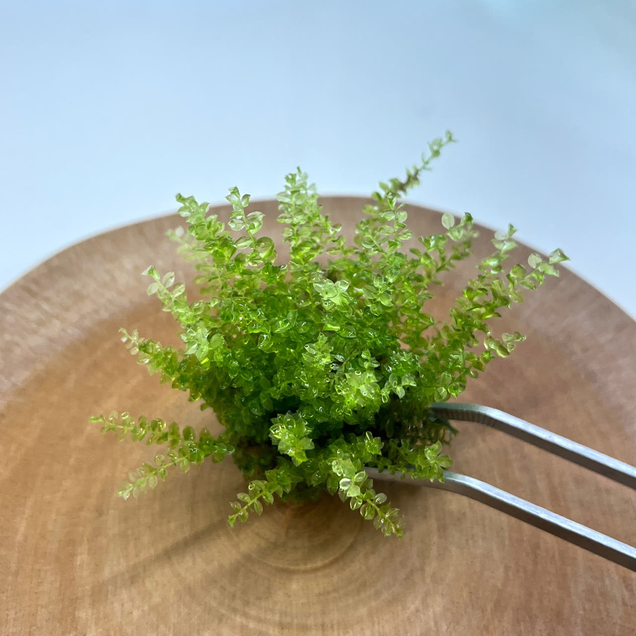 [Hi, Moss] 들덩굴초롱이끼