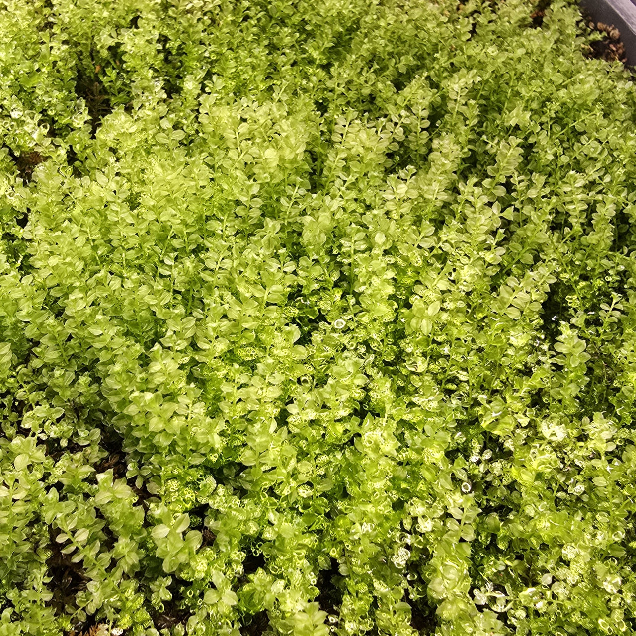 [Hi, Moss] 들덩굴초롱이끼