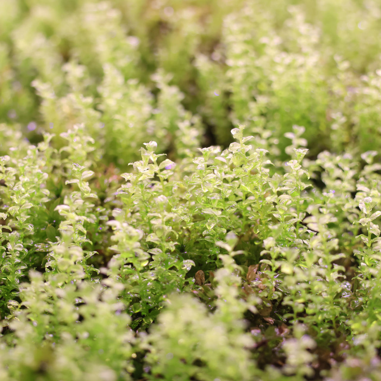 [Hi, Moss] 들덩굴초롱이끼
