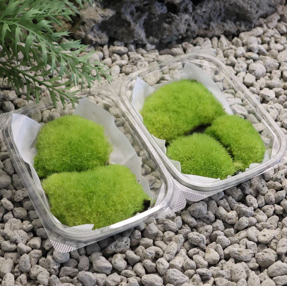 [Hi, Moss] 비단이끼