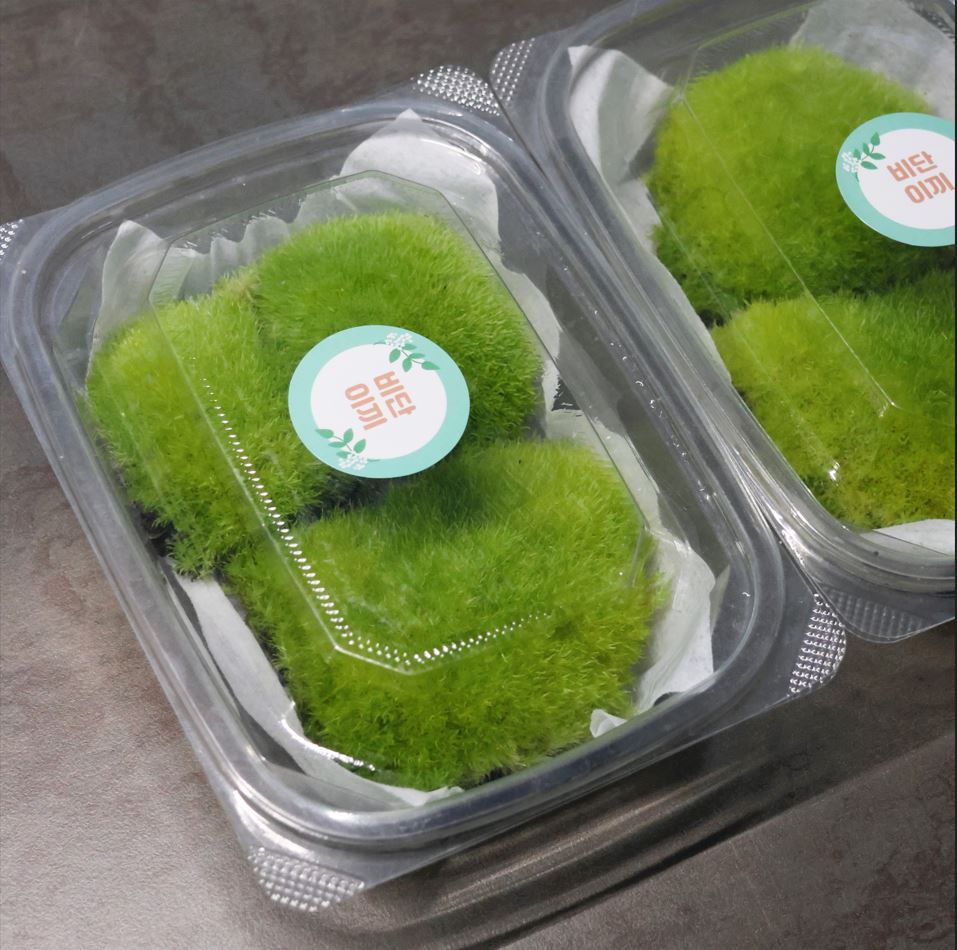 [Hi, Moss] 비단이끼