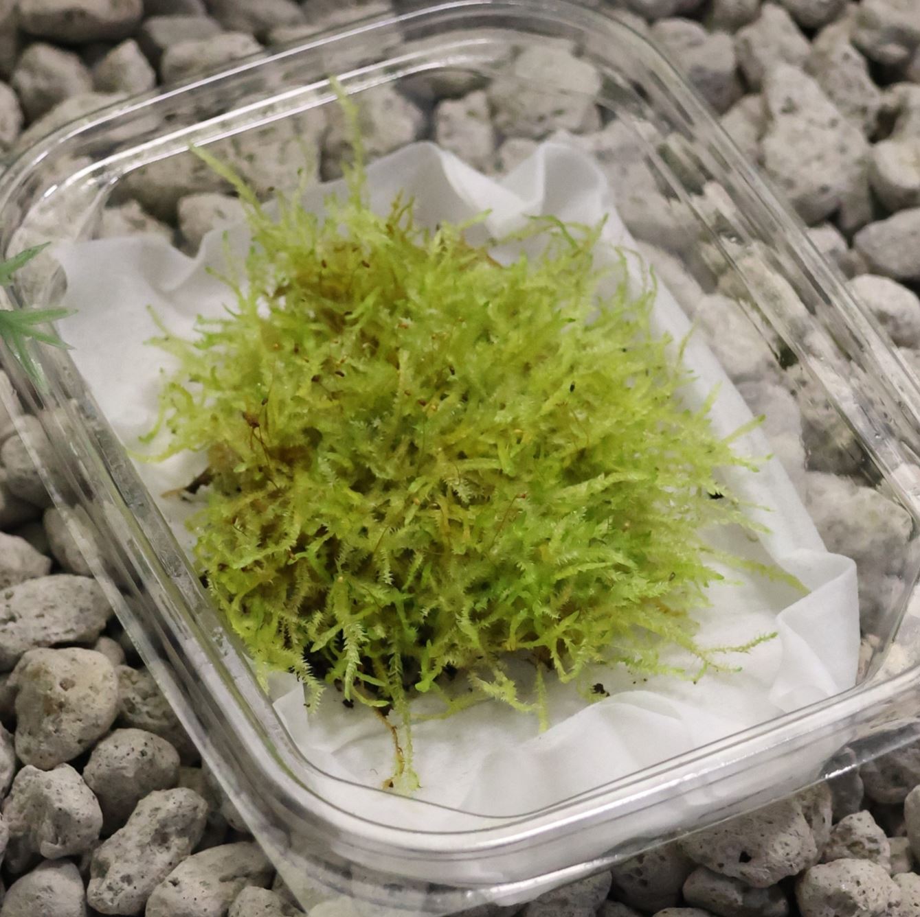 [Hi, Moss] 넓은잎윤이끼