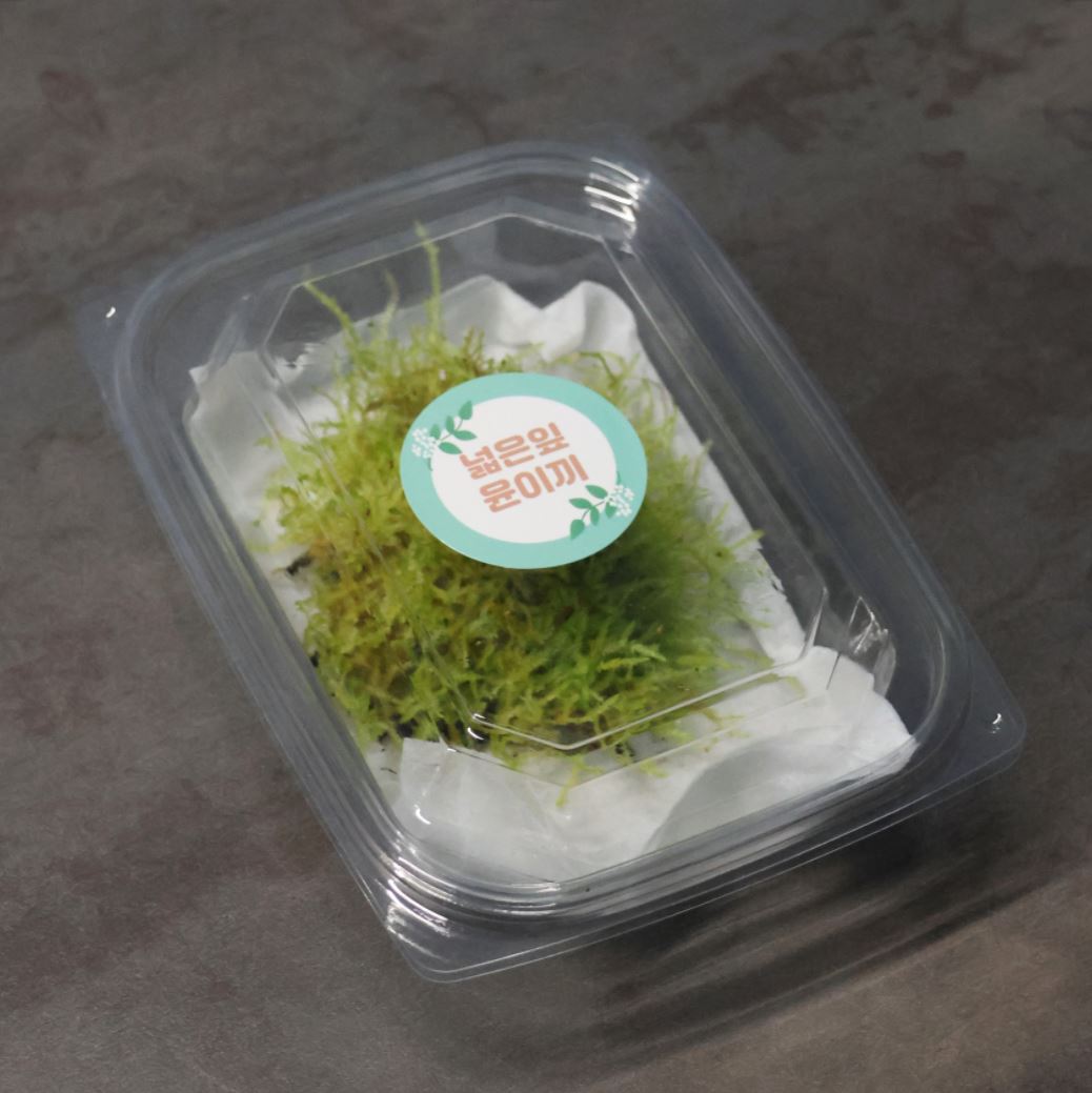 [Hi, Moss] 넓은잎윤이끼