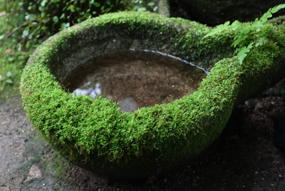 [Hi, Moss Gallery]_활착