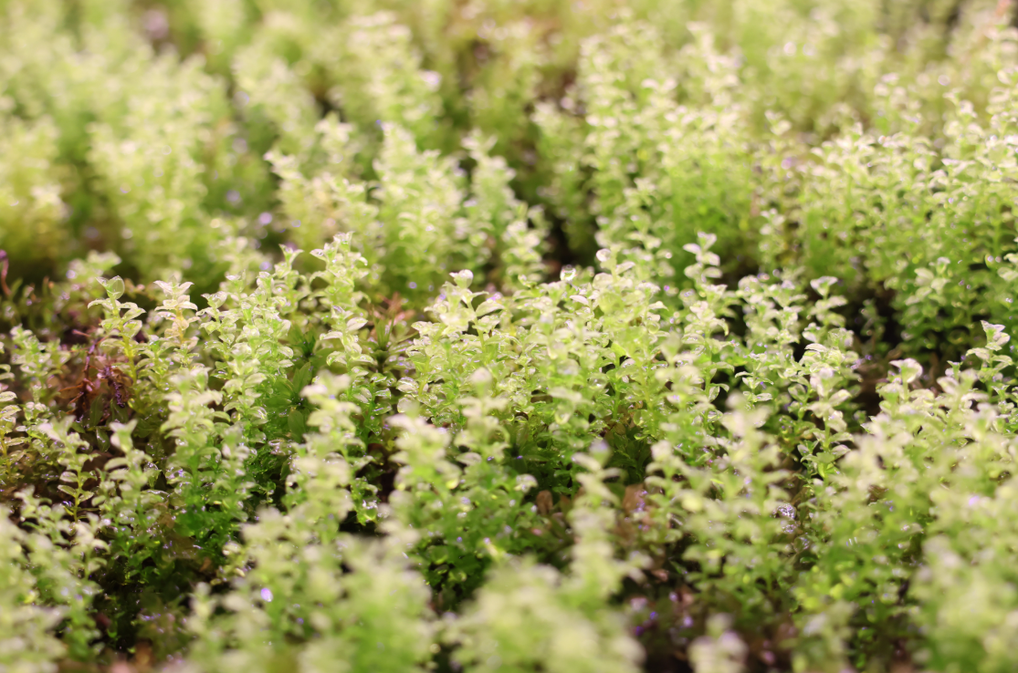 [Hi, Moss Gallery]_들덩굴초롱이끼