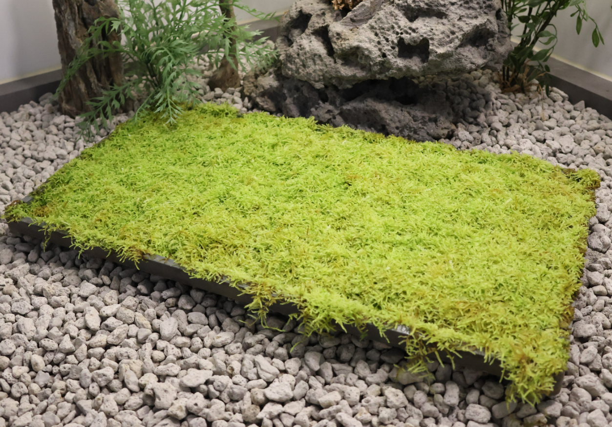 [Hi, Moss Gallery]_털깃털이끼