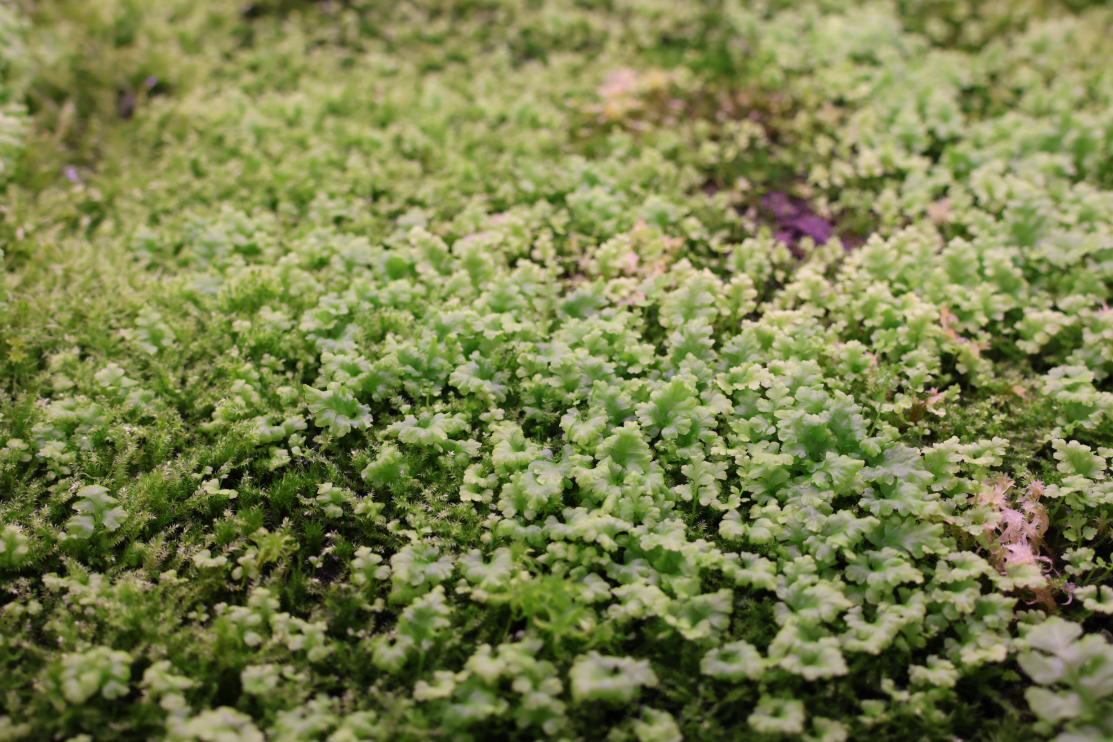 [Hi, Moss Gallery]_홍지네고사리 유묘